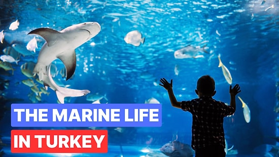 Discover Istanbul Aquarium: A Stunning Marine Experience with Thousands of Species