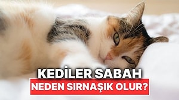 Sabah gözünüzü açar açmaz yanınıza sokulan, mırlayan ve üstünüze çıkan bir kediyle uyanıyor musunuz? Üstelik normalde çok da sırnaşık olmayan kediniz bile sabahları ilgi delisi gibi davranıyor olabilir.