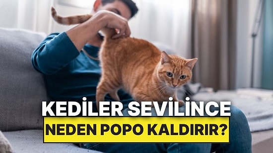 Kediler Onları Sevdiğimizde Neden Popo Kaldırır?