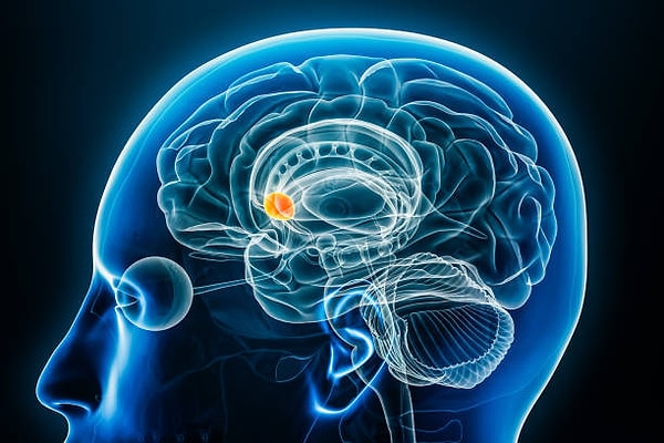 2. Tatmin hissetmemiz gerekir! Bu yüzden nucleus accumbens devreye girer.