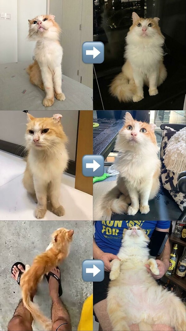 9. Önceden bir deri bir kemik kalan bu tüylü dostumuzun geçirdiği değişim akıllara zarar! 😻