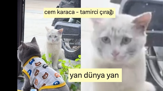 Sokak Kedisinin Ev Kedisine İmrenerek Baktığı Aşırı Sınıfsal Görsel Viral Oldu