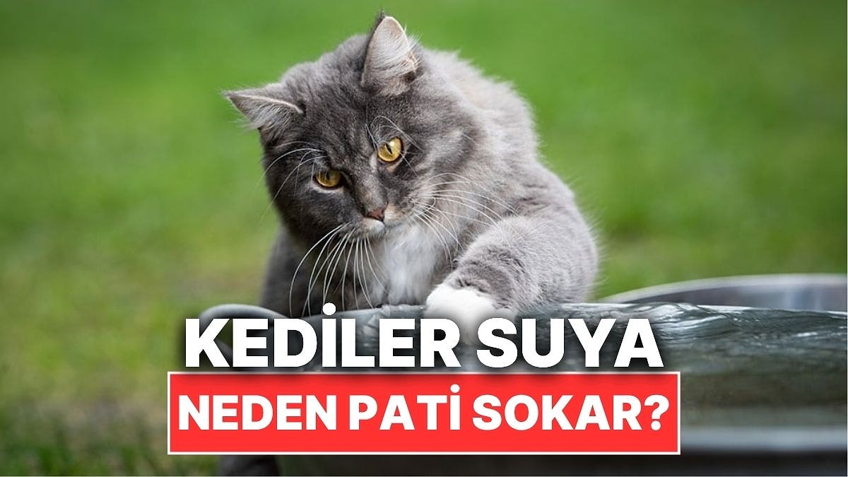 Kediler Su İçmeden Önce Neden Patilerini Suya Sokar?