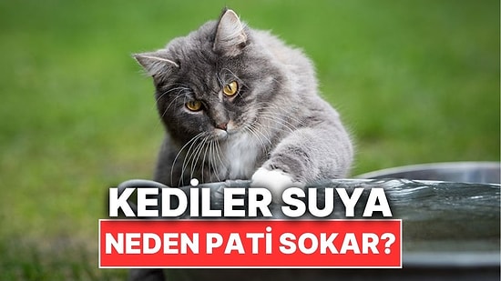 Kediler Su İçmeden Önce Neden Patilerini Suya Sokar?