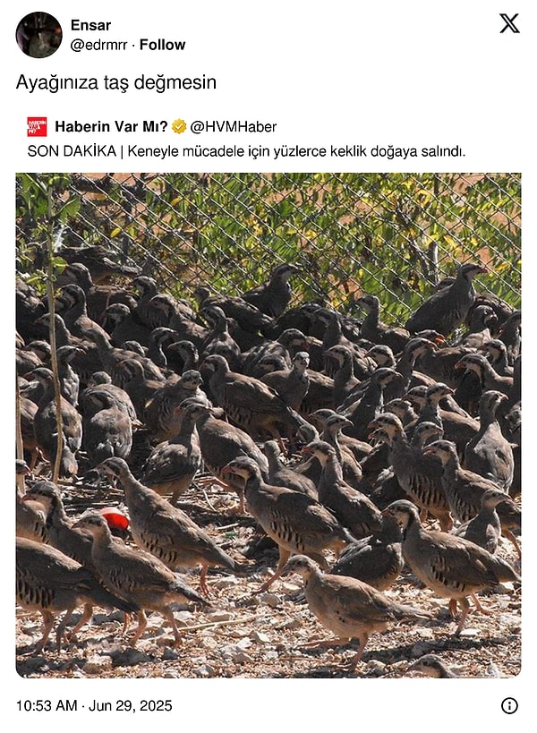 Aslan onlar!