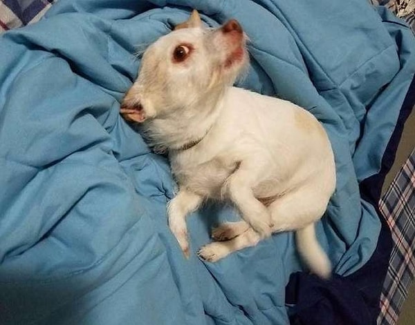 6. Bir köpek mi yoksa domuz mu?