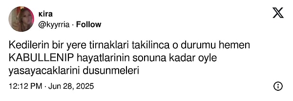 Bir kişi ise kedilerin hayatlarının sonuna kadar öyle yaşayacaklarını düşündüklerini söyledi.