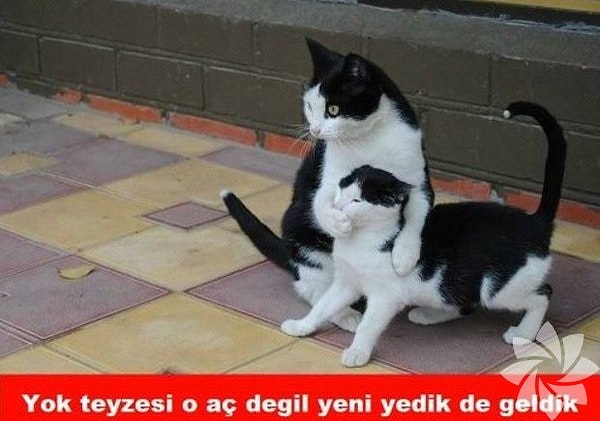 11. Kediler ve her zaman şakaya malzeme olmaları...