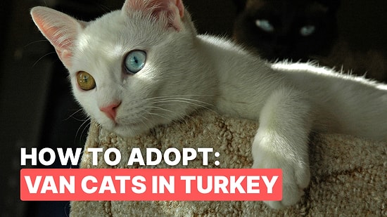 All About Van Cats: Turkey’s Famous White Feline with Heterochromatic Eyes