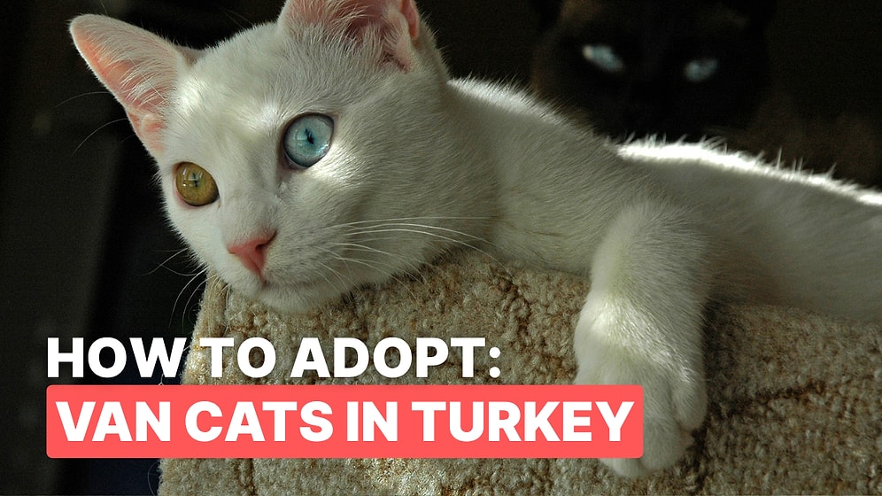 All About Van Cats: Turkey’s Famous White Feline with Heterochromatic Eyes