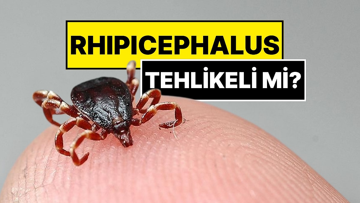 İstanbul’da Görülen Kenenin İsmi Konuldu: &apos;Rhipicephalus’