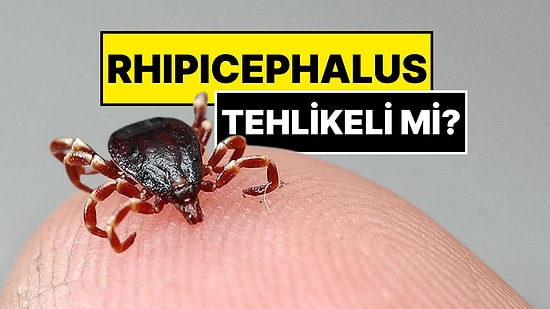 İstanbul’da Görülen Kenenin İsmi Konuldu: 'Rhipicephalus’