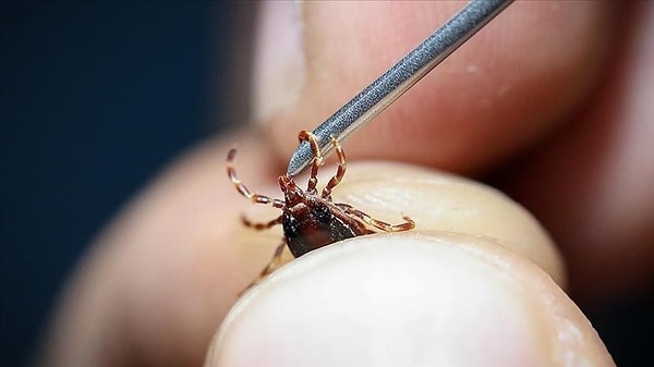 İstanbul’da görülen kene 'Rhipicephalus’ tehlikeli mi?