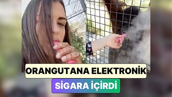 Hayvanat Bahçesine Giden Bir Kadın Kafesteki Orangutana Elektronik Sigara İçirdi