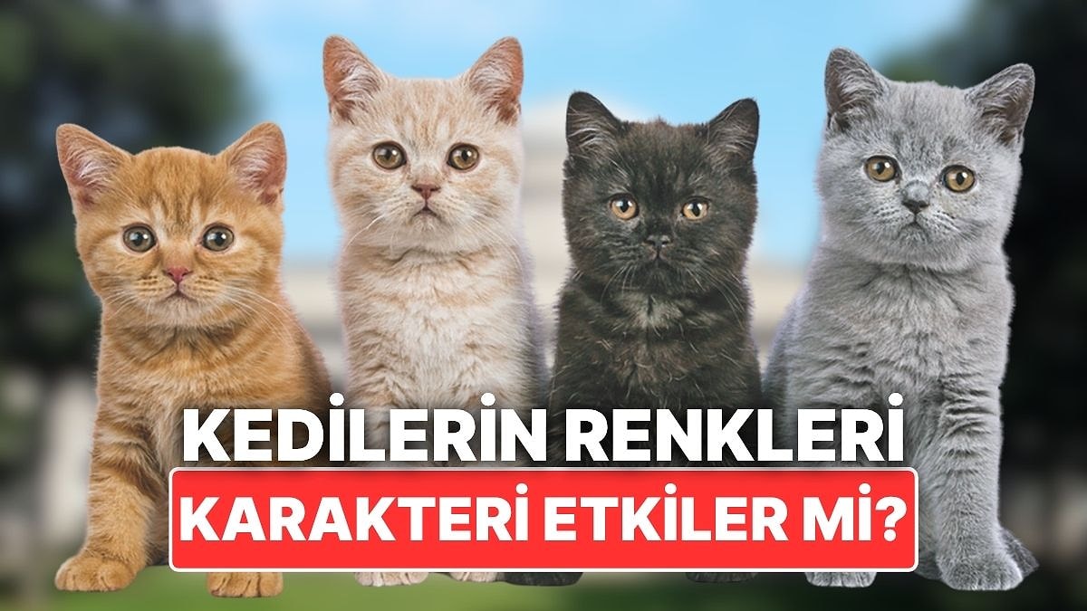 Kedilerin Tüy Renkleri Karakterlerini Etkiler mi?