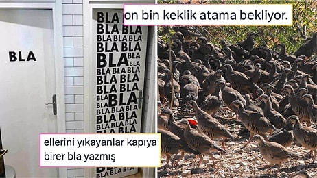 Atama Bekleyen Kekliklerden Bekarlık Vergisi Endişesine Son 24 Saatin Viral Tweetleri