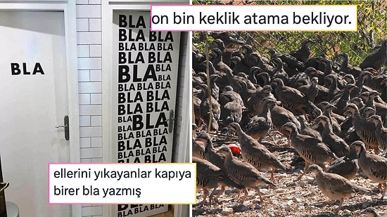 Atama Bekleyen Kekliklerden Bekarlık Vergisi Endişesine Son 24 Saatin Viral Tweetleri