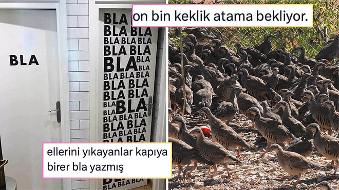 Atama Bekleyen Kekliklerden Bekarlık Vergisi Endişesine Son 24 Saatin Viral Tweetleri
