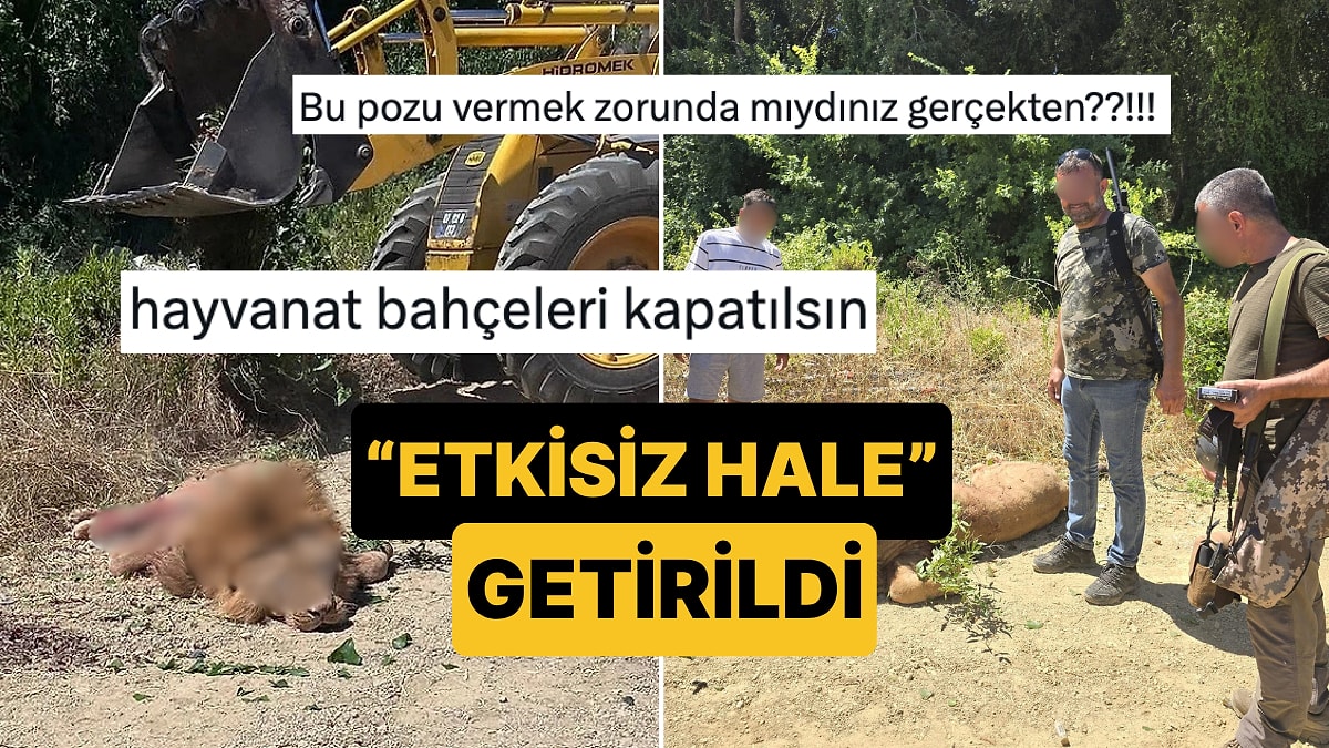 Antalya&apos;da Kaçan Aslan &quot;Etkisiz Hale&quot; Getirildi, Çekilen Fotoğrafa ise Tepki Yağıyor