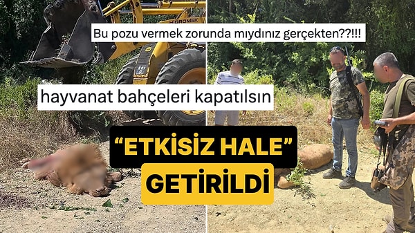 Antalya'da Kaçan Aslan "Etkisiz Hale" Getirildi, Çekilen Fotoğrafa ise Tepki Yağıyor