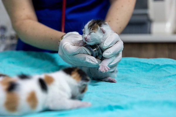 Veterinere hiç yolunuz düştü mü?