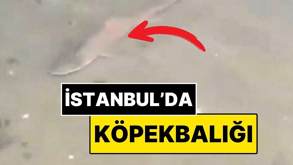 İstanbul Caddebostan Sahilinde Denizde Köpekbalığı Görüldü