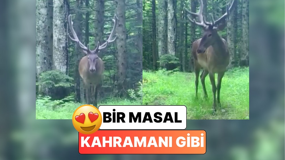 Bu Nasıl Asalet? Bursa'da Fotokapana Yakalanan Geyik Pozunu Verip Ağaçların Arasında Kayboldu