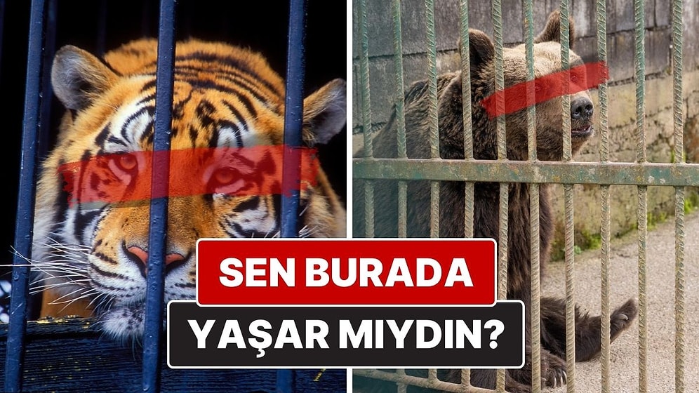 Hayvanat Bahçelerinin Karanlık Yüzü: Camın Ardında Gördüğünüz Değil, Görmediğiniz Acı