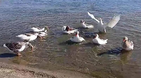 Okurken “Bu kadarına pes” diyeceğiniz bu olay Balıkesir’in Erdek ilçesinde meydana geldi.