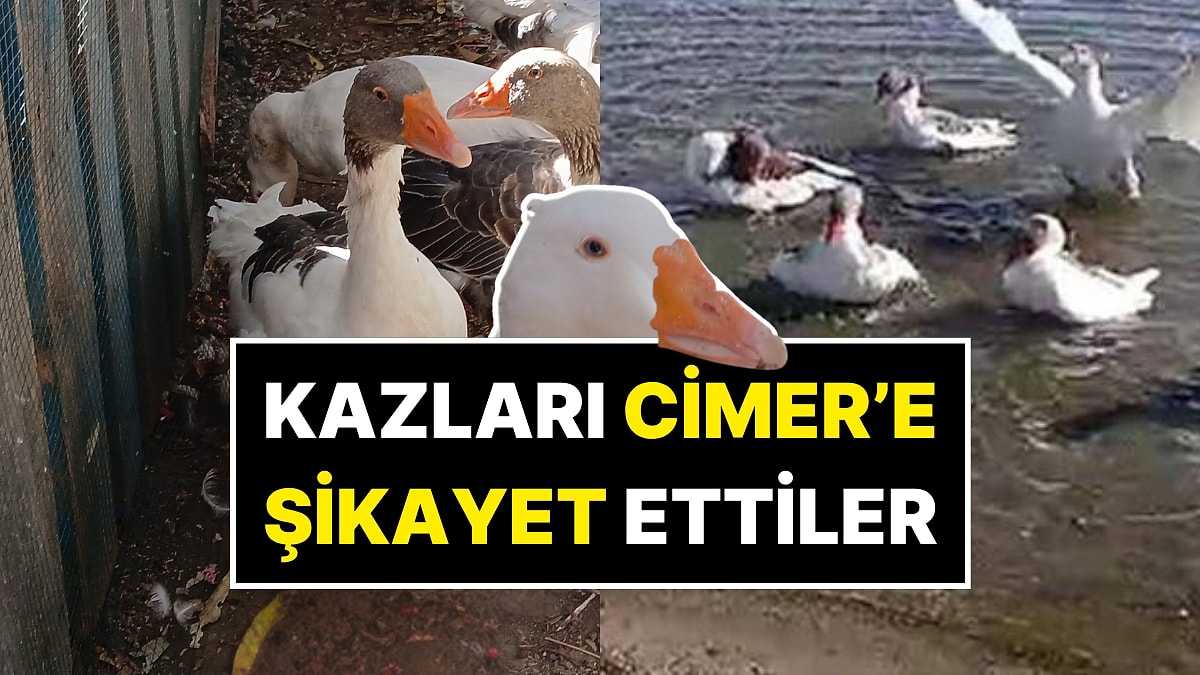 Okurken “Bu Kadarına Pes” Diyeceksiniz! Denizde Yüzdükleri İçin CİMER’e Şikayet Edilen Kazlar Öldü