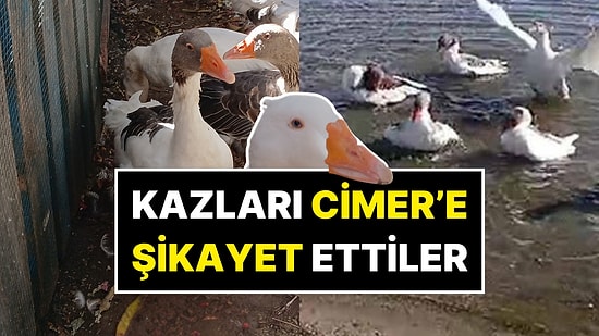 Okurken “Bu Kadarına Pes” Diyeceksiniz! Denizde Yüzdükleri İçin CİMER’e Şikayet Edilen Kazlar Öldü