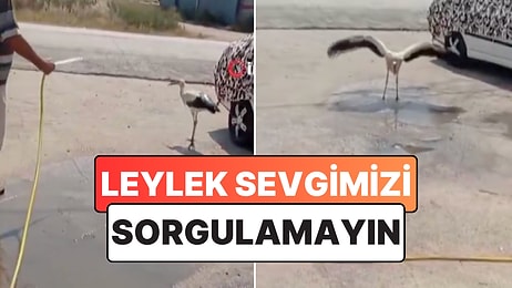 Leylek Sevgimizi Kimse Sorgulamasın: Sıcaklardan Bunalan Bir Leyleği Hortumla Serinletti