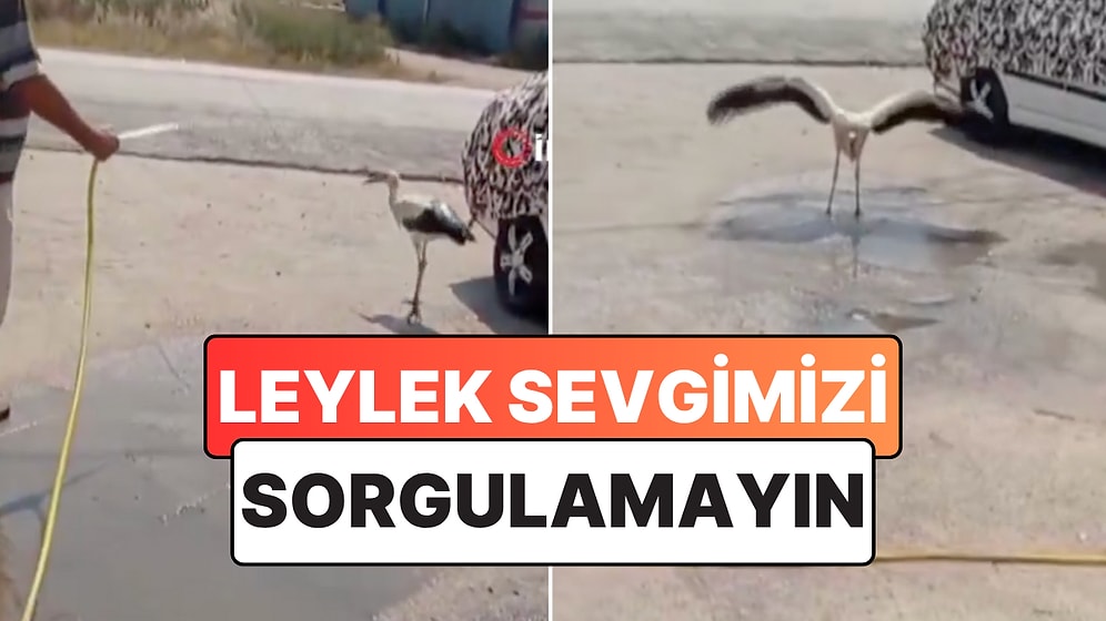 Leylek Sevgimizi Kimse Sorgulamasın: Sıcaklardan Bunalan Bir Leyleği Hortumla Serinletti
