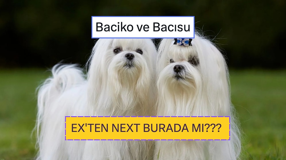 Ex'ten Next Burada mı? Z Kuşağı Köpek İsimlerinin Parodisiyle Güldüren Veteriner Hekim