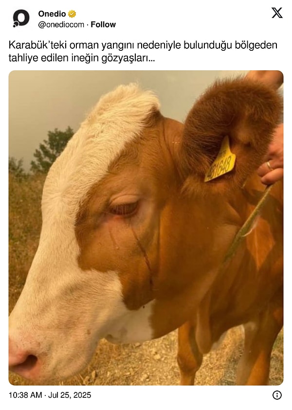 Orman yangınında kurtarılan bir ineğin gözyaşları ise görenleri kahretti.