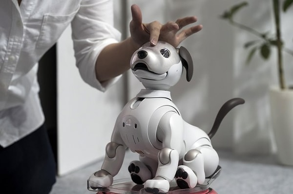 Gerçek Bir Köpek Sahibi Olmak Zor Geldiyse, Onu da Kiralayabilirsiniz.