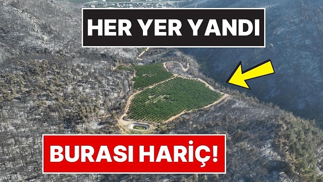 Görenleri Şaşkına Çevirdi: Bursa’daki Orman Yangınında Yemyeşil Kalan Tek Nokta