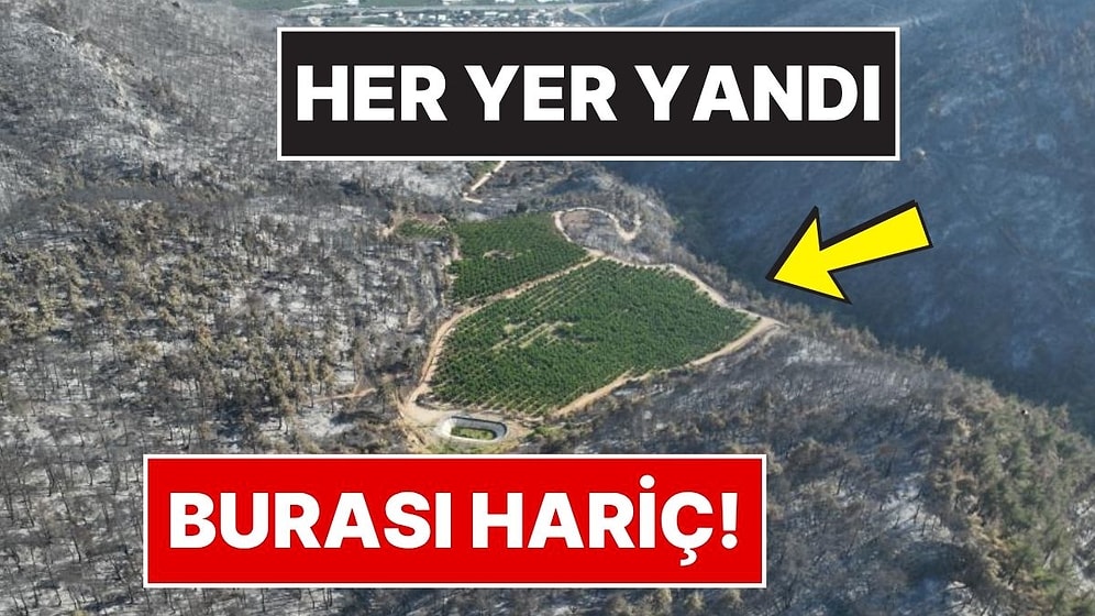 Görenleri Şaşkına Çevirdi: Bursa’daki Orman Yangınında Yemyeşil Kalan Tek Nokta