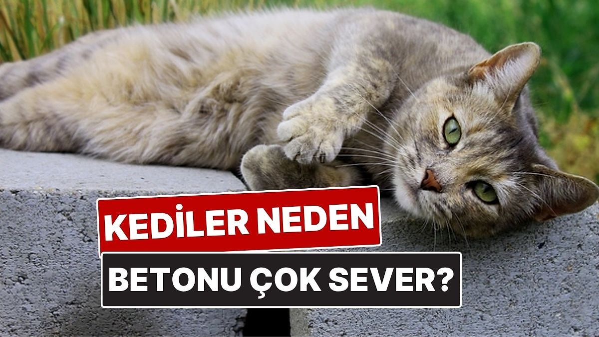 Kediler Neden Betonda Yatmayı Bu Kadar Çok Seviyor?