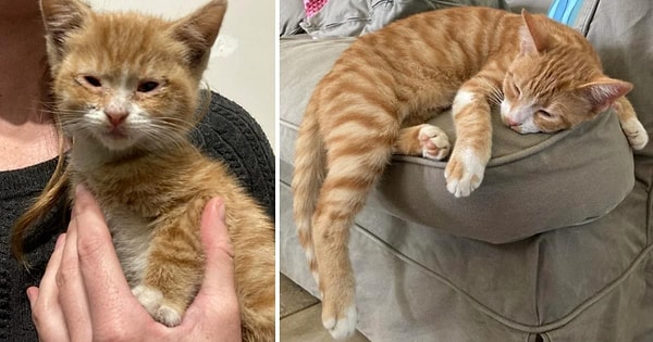 5. Evin sahibi artık o, geçmiş olsun. 😻
