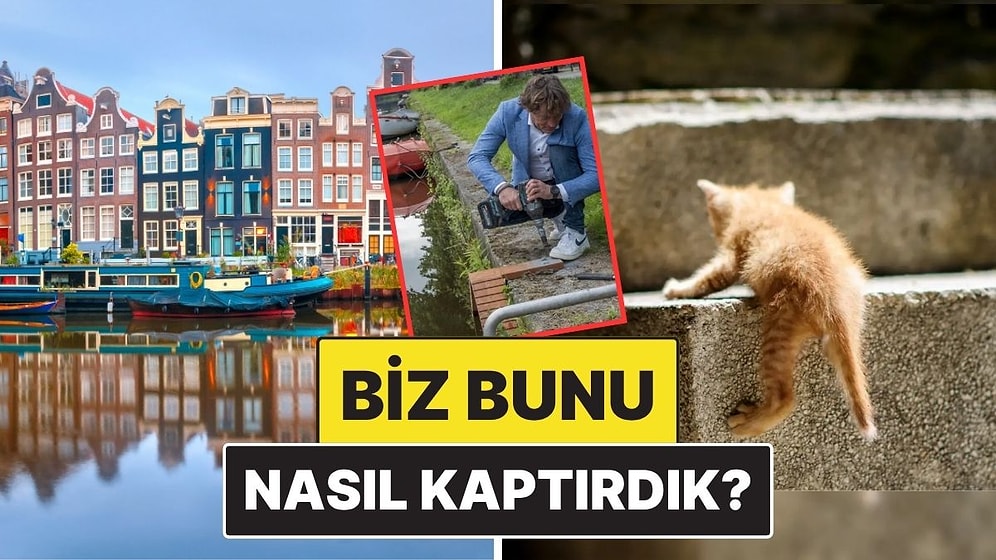 Nasıl Kaptırdık? Amsterdam Sokak Kedileri İçin Özel Merdivenler İnşa Etmeye Başladı