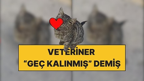 Bir Sokak Kedisinin Tedavi Sonrası Yaşadığı Değişim Gözlerinizden Kalpler Çıkaracak!