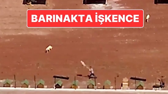 Kars Belediyesi’ne Ait Barınakta Köpeklere İşkence: Belediye Başkanı Ötüken Şenger’den Açıklama Geldi