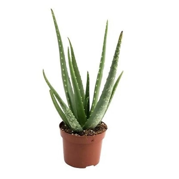 Aloe Vera Bitkisi Jumbo Boy