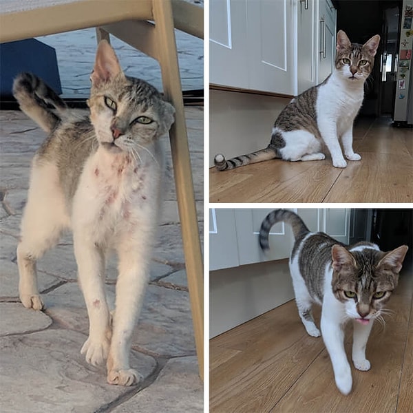 5. Kedi, kedi değil eşkıya sanki! 😹