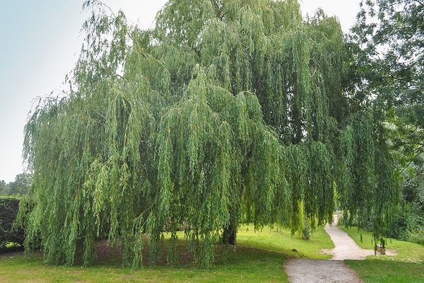 Söğüt (Aspen)