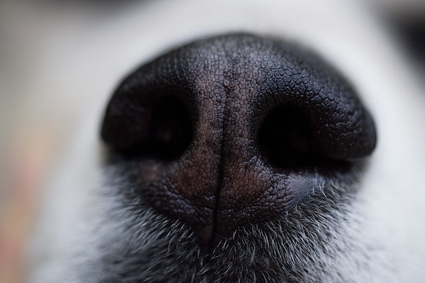 Köpeklerin burnunda 125 ila 300 milyon arasında koku reseptörü bulunuyor