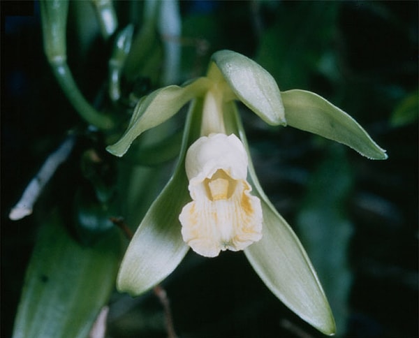 10. Vanilla Planifolia (Bourbon Vanilyası)