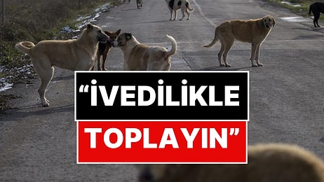 İstanbul Valiliği’nden Sokak Hayvanları Hakkında Karar