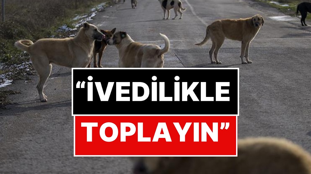 İstanbul Valiliği’nden Sokak Hayvanları Hakkında Karar